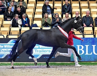 Premium stallion Select Me (by Secret x Fantastic) at the 2024 Danish Warmblood Stallion Licensing :: Photo © Ridehesten