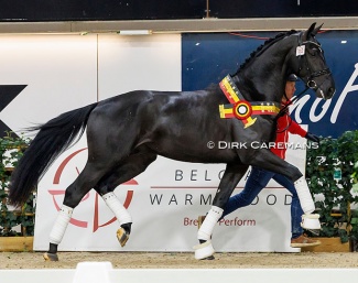 Valencio (by Racoon x Dayano) at the 2024 BWP stallion licensing :: Photo © Dirk Caremans