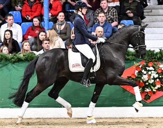 Gestut Sprehe's Der König at the stallion show in Vechta :: Photo © Gestut Sprehe