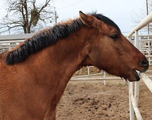 Cribbing And Weaving Stereotypies Of Bored Horses