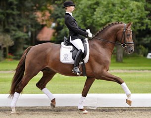 Schockemohle Cleaning Up Stallion Roster For 2017