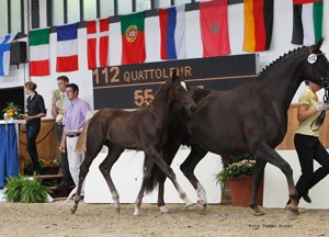 Quattoleur :: Photo © Tammo Ernst