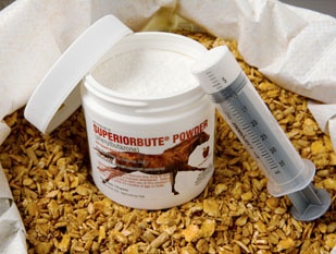 Phenylbutazone (also known as "bute") is the most used painkiller for horses
