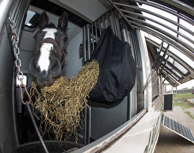Horse ready for transport :: Photo © Dirk Caremans