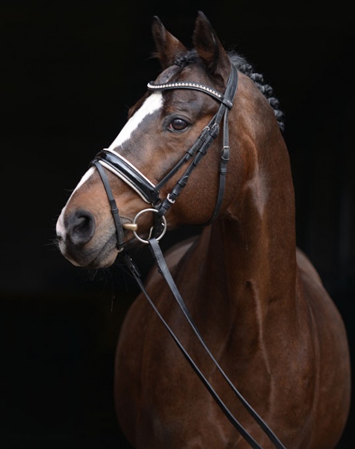 Weltrubin (by Weltmeyer x Rubinstein) :: Photo © Georg Frerich