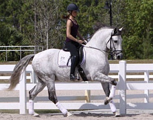 Xeque, part of the 2009 Lusitano Collection Auction