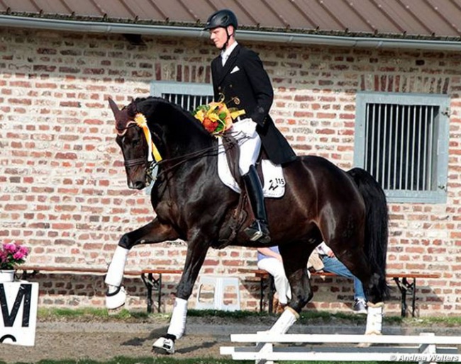 Niklaas Feilzer on Isabell Werth's Grand Prix horse Der Stern :: Photo © Andrea Wolters