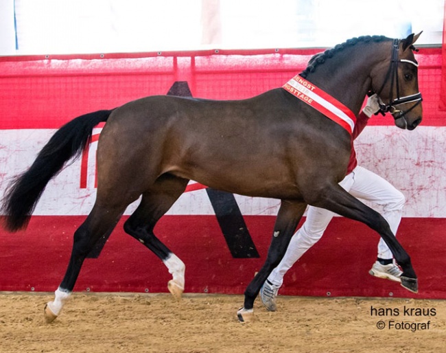 Faberge EP, champion of the 2018 Austrian Warmblood Stallion Licensing :: Photo © Hans Kraus