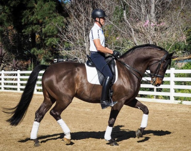 Guenter Seidel on Louise Leatherdale's Beltano :: Photo © PS Dressage