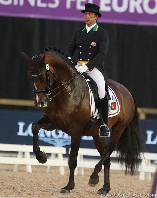 Santurion de Massa, by Trakehner stallion Munchhausen out of a Lusitano mare by Landim :: Photo © Astrid Appels