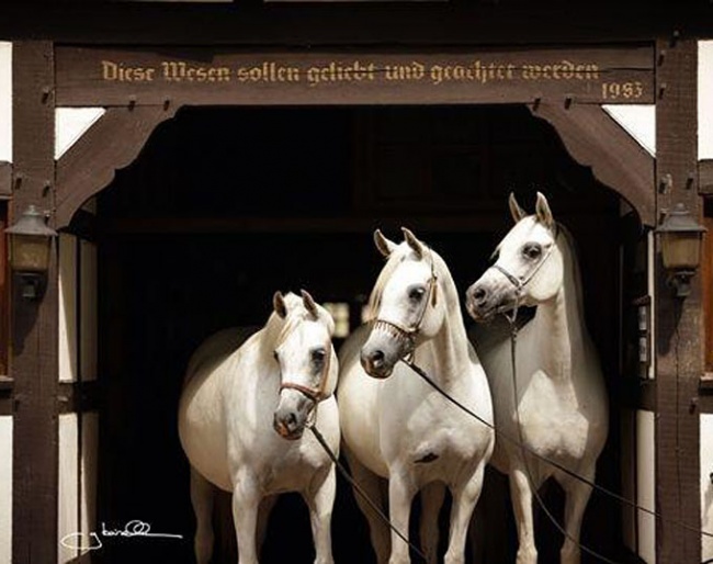 Ismer stud Arabians :: Photo © G Boiselle