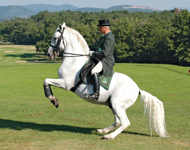 Lippizaner ridden by Alojz Lah at Lipica, Slovenia