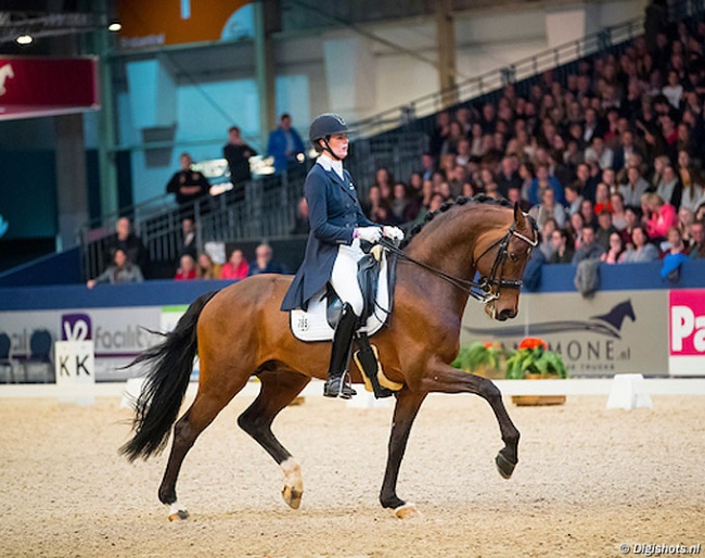 Guardian S at the 2018 KWPN Stallion Licensing :: Photo © Digishots
