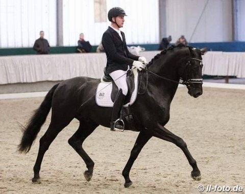 David Taylor and MDM Zodiac at the stallion sport test in February :: Photo © LL-foto