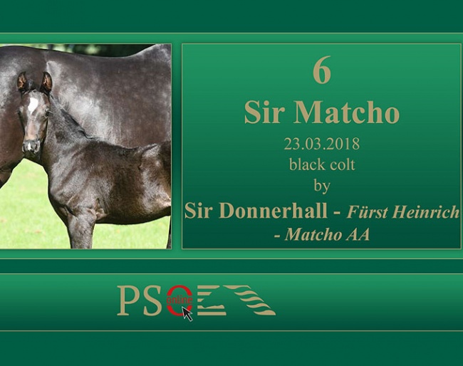 Sir Matcho (by Sir Donnerhall I x Furst Heinrich x Matcho AA)