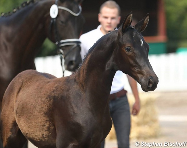 Hofadel (by Finckenstein x Hofrat) :: Photo © Stephan Bischoff