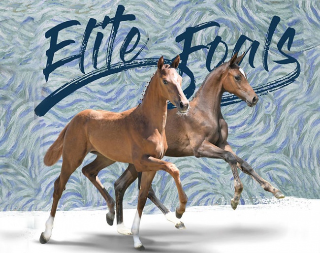Future Champions at the 2018 Oldenburg Elite Foal Auction In Vechta on 25 August 2018