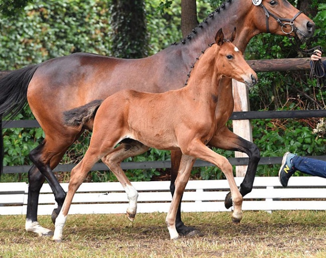 Best selling dressage foal at the 2018 PS Online Foal Auction: For Amour :: Photo © Kiki Beelitz