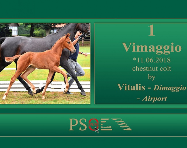 Hanoverian colt Vimaggio (by Vitalis x Dimaggio) is part of the 2018 PS Online Foal Auction Collection
