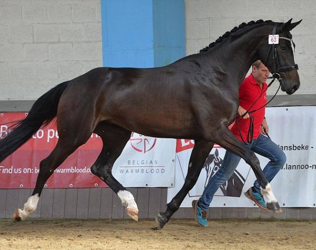 Palafour, 2018 Belgian Warmblood Young Dressage Mare Champion :: Photo © BWP/Galop.be