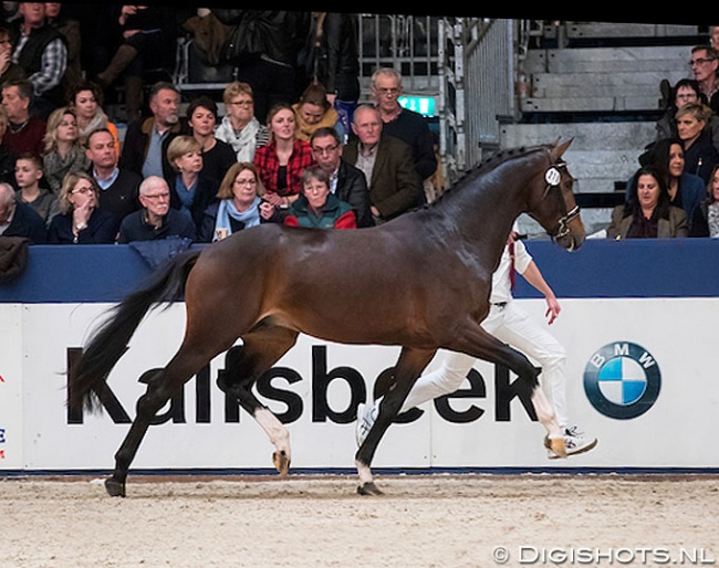 Kojack (by Arlando) at the 2018 KWPN Stallion Licensing :: Photo © Digishots