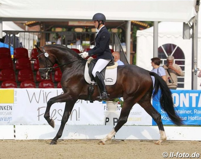 Q-Sieben at the 2018 Oldenburg Young Horse Championships in Rastede :: Photo © LL-foto