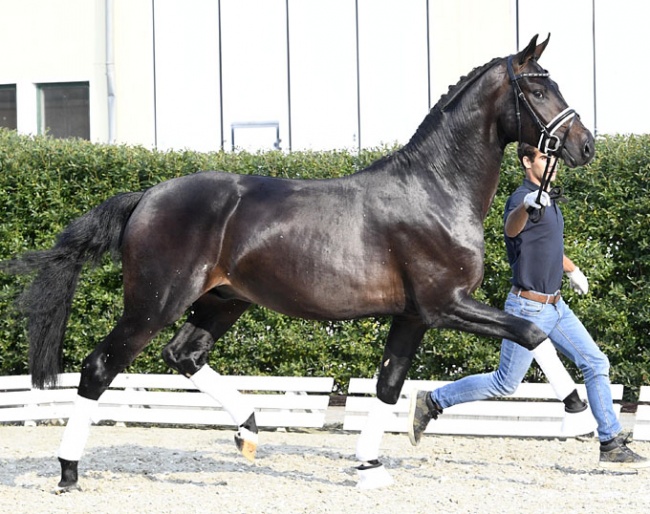 Fabrice (by For Romance x Don Schufro) - Already accepted for the Stallion Licensing !!