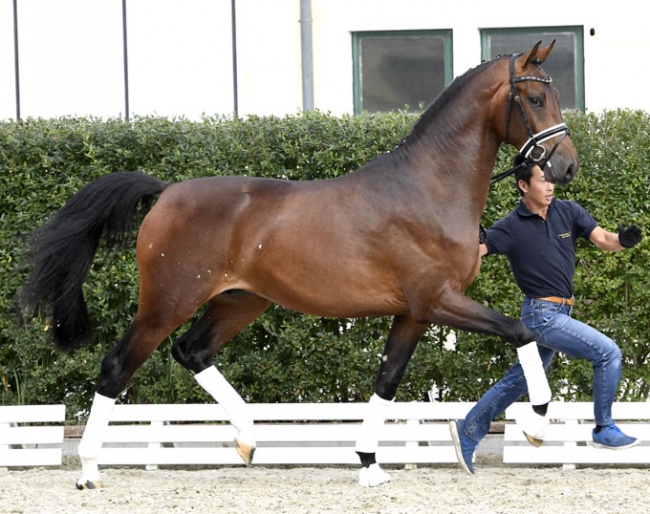Valerio (by Vivaldi x Lorentin x Carano) - Already accepted for the stallion licensing