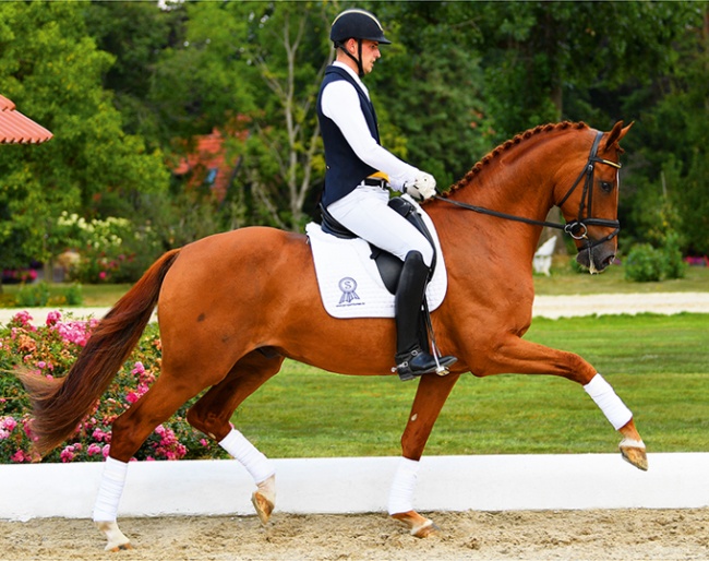 Bitcoin (by Bordeaux x Rubinstein x Don Primero), 2018 Oldenburg and German Young Horse Champion!