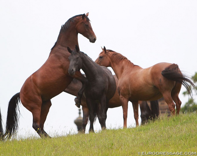 Broodmares playing in the field :: Photo © Astrid Appels
