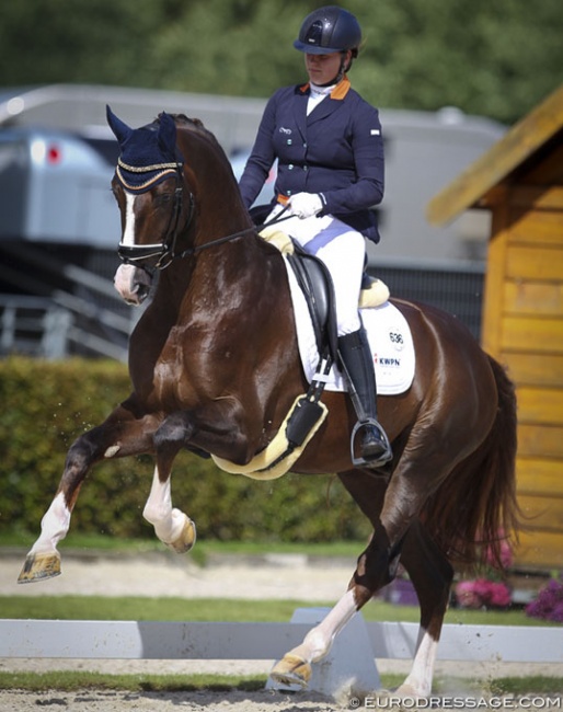 Dana van Lierop on Gunner KS at the 2017 World Young Horse Championships :: Photo © Astrid Appels