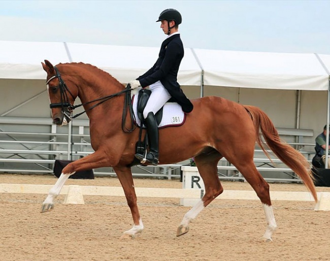 Development B squad rider Riley Alexander on MI Sirtainly Sir :: Photo © Stephen Mowbray