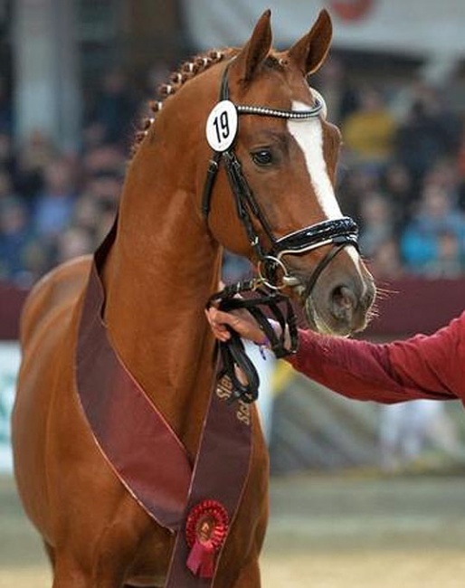 Quinoa :: Photo © Neustadt/Dosse