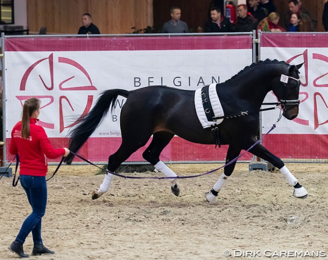 Quinten Begijnhoeve at the second phase of the 2019 BWP Stallion Licensing in Lier :: Photo © Dirk Caremans