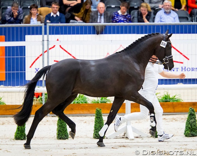 Le Dante SV at the 2019 KWPN Stallion Licensing in Den Bosch at the beginning of February :: Photo © Digishots