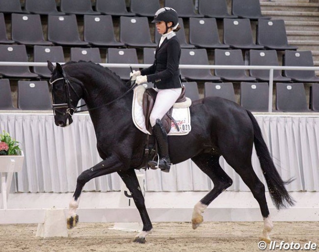 Dancier Gold at the 2019 Verden Stallion Sport Test :: Photo © LL-foto