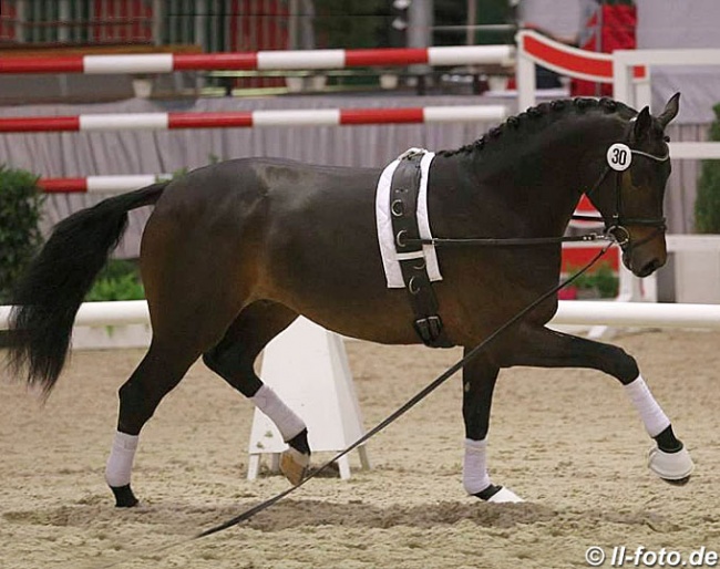 Rock My Soul on the lunge line at the 2014 Westfalian Stallion Licensing :: Photo © LL-foto