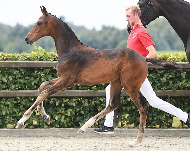 Egegårdens Miss Daisy (by Blue Hors Zackerey x Blue Hors Farrell) is one of many show stoppers in the 2019 Danish Warmblood Elite Foal Auction