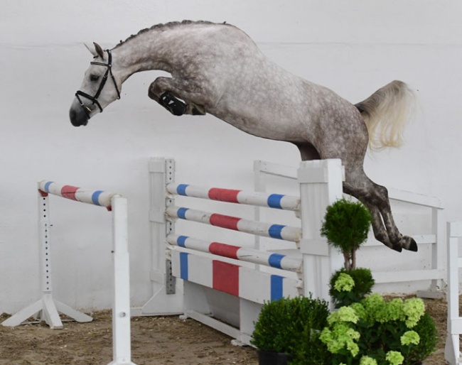 Young show jumpers and dressage foals in the 8th PS Online Auction from 22 - 28 August 2019