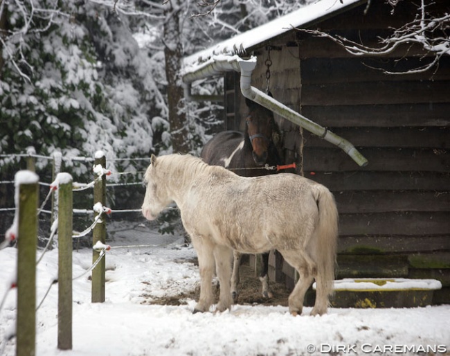 When Given the Choice, Where Does a Horse Choose to Spend Its Time :: Photo © Dirk Caremans