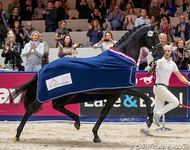 Le Formidable might be the last KWPN licensing champion with the new changes to the KWPN licensing format :: Photo © Dirk Caremans