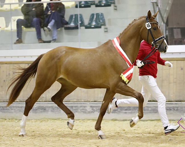Broadmoars Leonora is the 2019 Austrian Warmblood Mare Champion in the 3-year old dressage division :: Photo © Team Myrtill