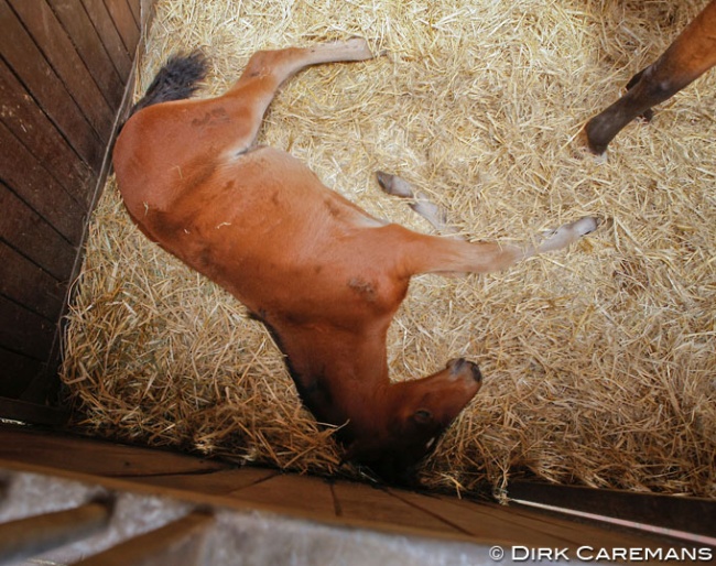 Foal sleeping on straw :: Photo © Dirk Caremans