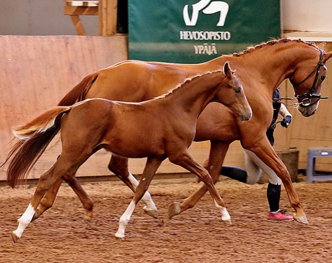 2019 EBEF Best in Show: Ridaaja's First Son (by Fürst Jazz x Sir Donnerhall I) :: Photo © Leena Kahisaari