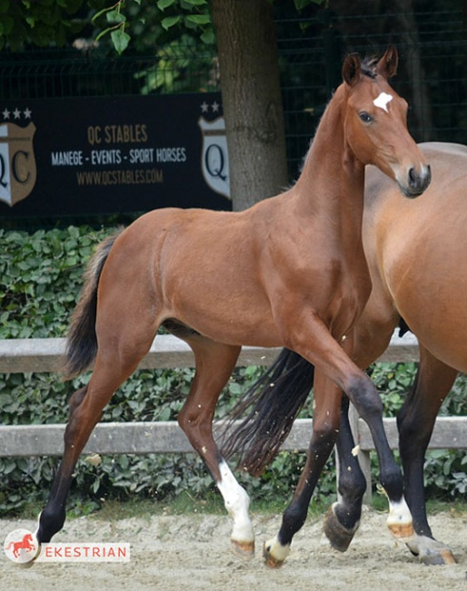 Vitalis x Carabas colt, one of the top lots in the 2019 Ekestrian Online Dressage Auction