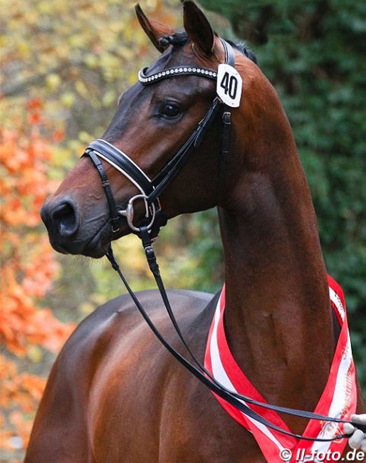 Dynamic Dream (by Dream Boy x Sir Donnerhall), champion of the 2019 Westfalian Stallion Licensing :: Photo © LL-foto