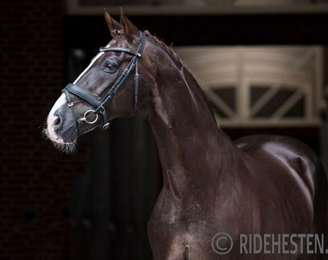 Blue Hors Don Schufro (by Donnerhall x Pik Bube I x Unkenruf) :: Photo © Ridehesten