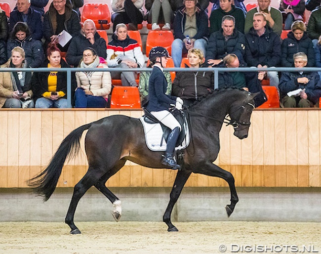 Kil Noordijk on Liverpool (by Apache x Ferro) at the saddle presentation in Ermelo :: Photo © Digishots