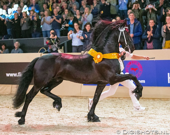 Matthys 504, Champion of the 2020 Friesian Stallion Licensing :: Photo © Digishots