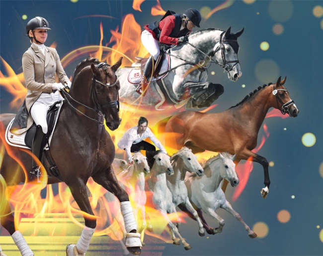 Poster for the 2020 Danish Warmblood Stallion Licensing